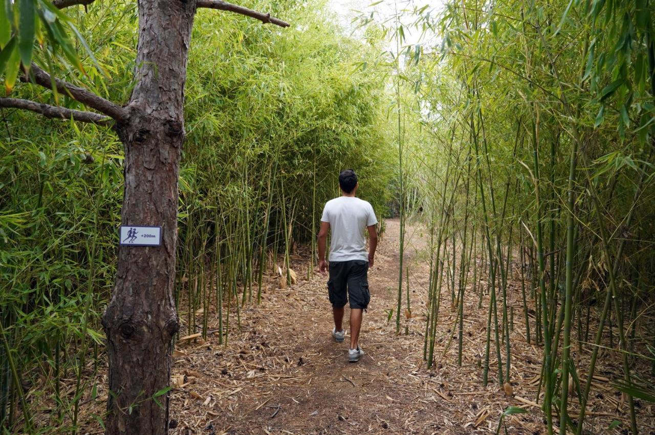 Hyatt Regency Thessaloniki Hotel Luaran gambar Bamboo forest in the park